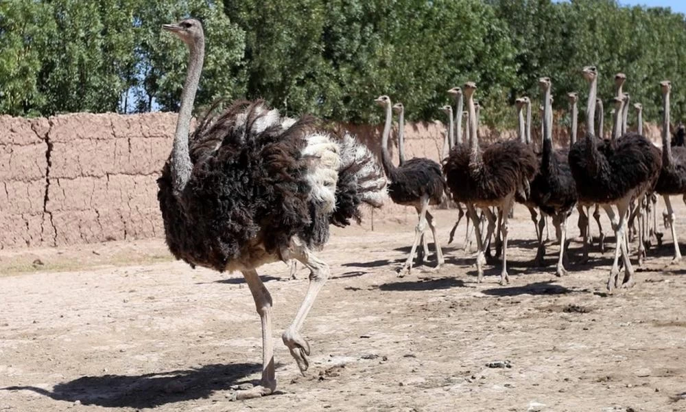 Όταν η φαντασία δεν έχει όρια...: Έφτιαξαν μάσκα με αντισώματα από αυγά στρουθοκαμήλου που λάμπει στον κορονοϊό